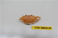 藏品(黃綠澤蟹)的圖片